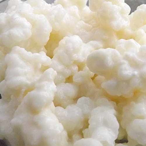 Kombuchaorganic  - Grani di kefir di latte vivo certificato biologico, funghi tibetani, qualità garantita da UKAS Lab, 10 g